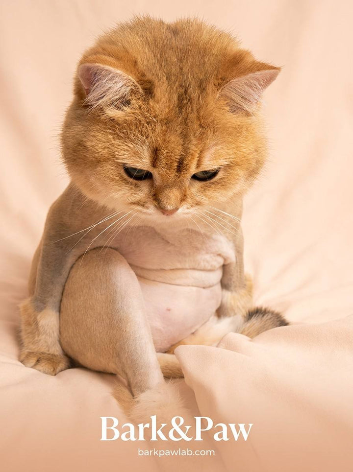 Never shave your cat completely to cool it down in summer？