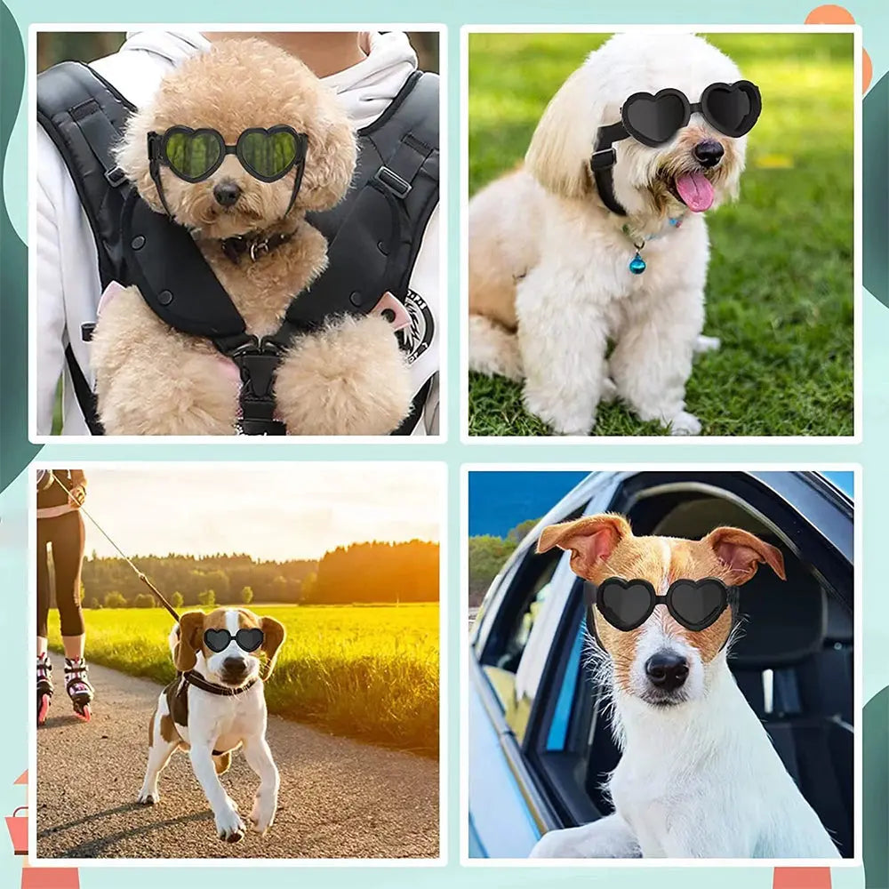 How to accompany a dog? Bark&Paw