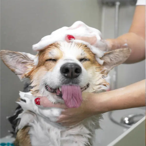 Dog Smart Pet devices