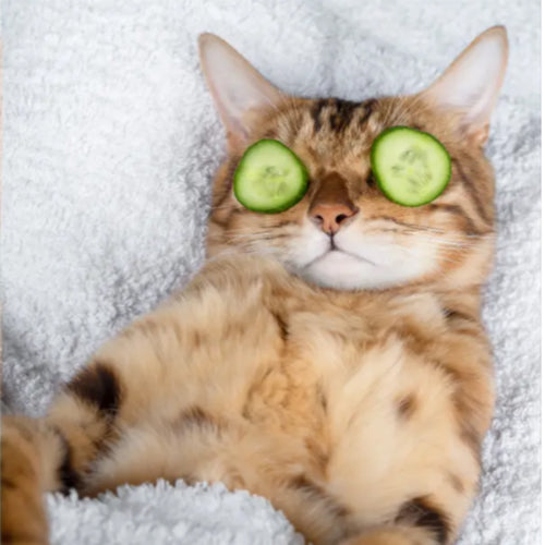Cat Smart Pet Devices