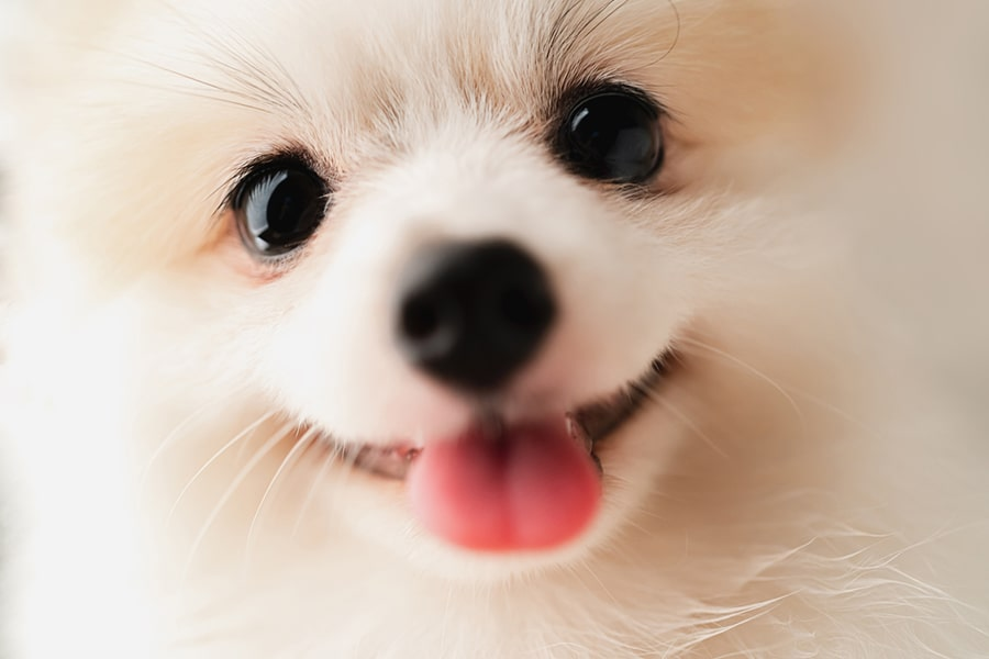 Dog Potty & Hygiene Supplies