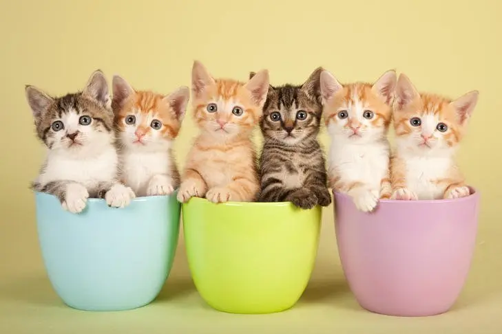 Cat Chic Gear