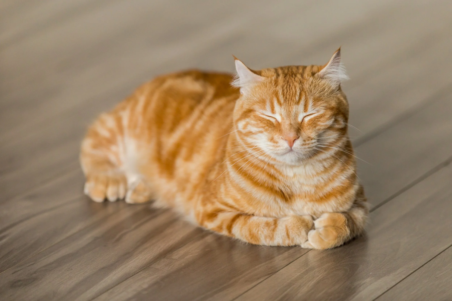 Cat Potty & Hygiene Supplies