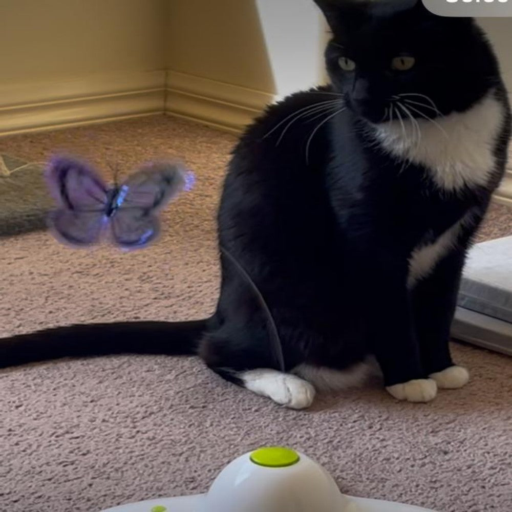 Electronic Flutter Butterfly Cat Toy White