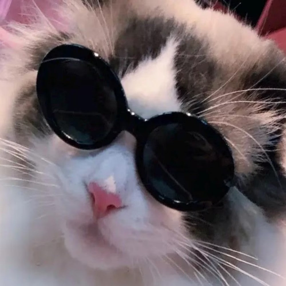 cat goggles Cat Fashion Glasses Sunglasses Cool Trendy – Bark&Paw