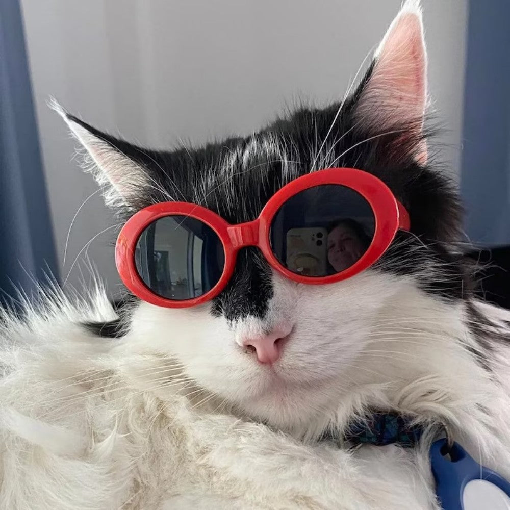 Cat Fashion Glasses Sunglasses Cool Trendy Bark&Paw Lab