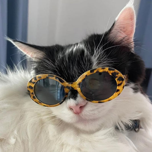 cat goggles Cat Fashion Glasses Sunglasses Cool Trendy – Bark&Paw