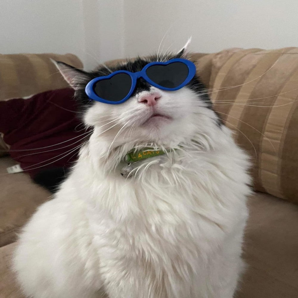 Cat Fashion Glasses Sunglasses Cool Trendy Bark&Paw Lab