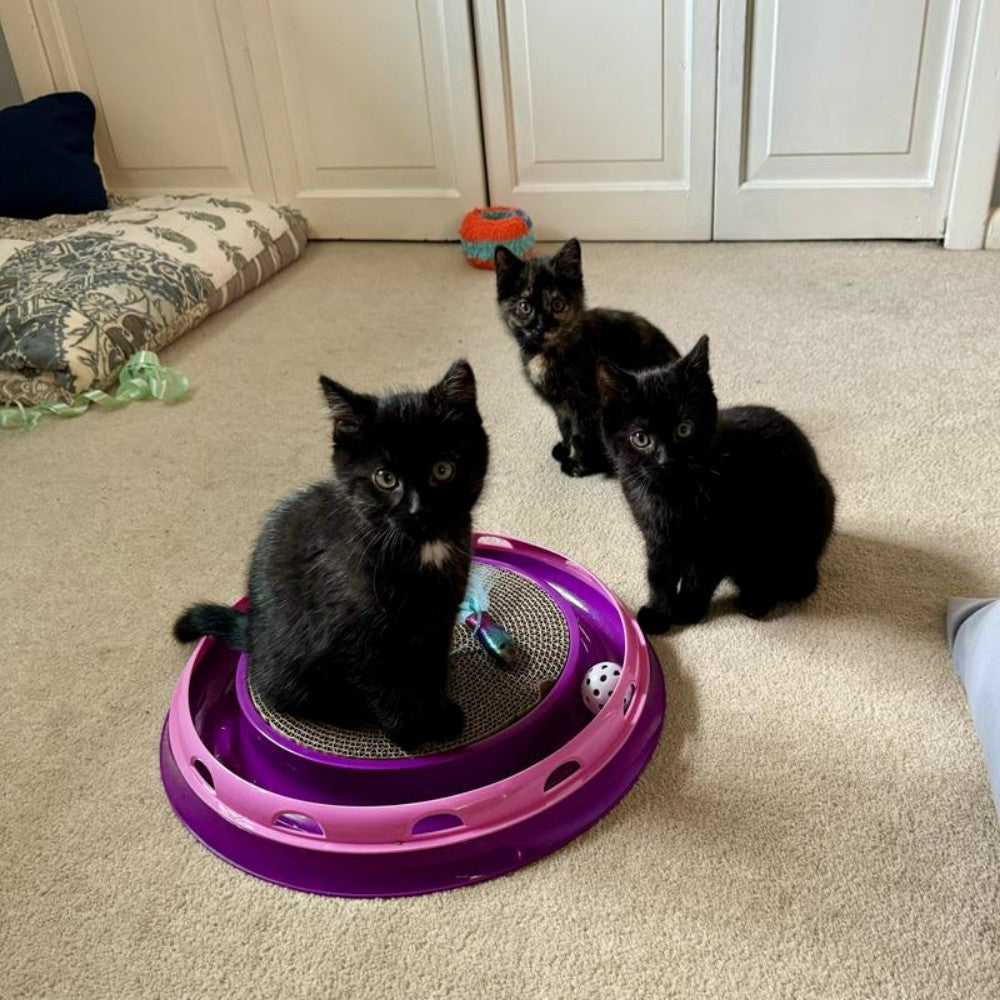 Cat toy Ball Track & Scratcher Cat Interaction Toy for kitty