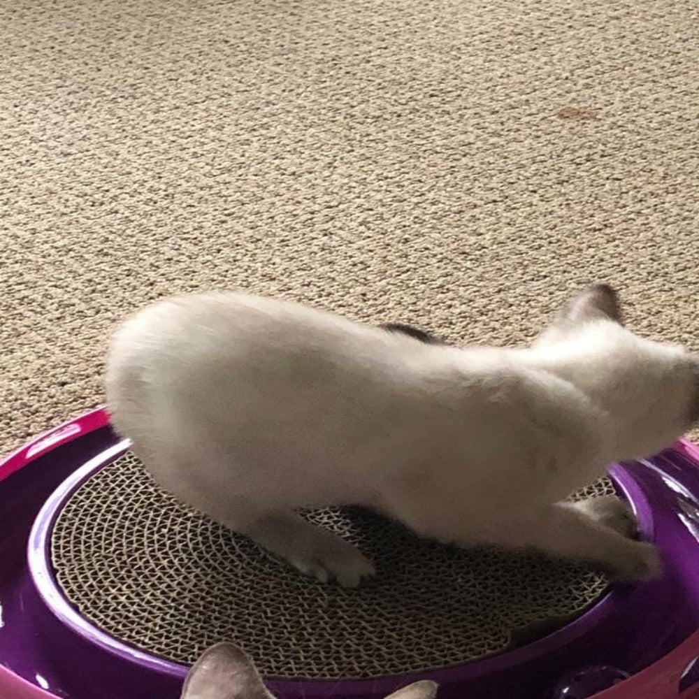 Cat toy Ball Track & Scratcher Cat Interaction Toy for kitty
