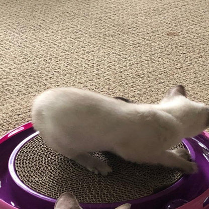 Cat toy Ball Track & Scratcher Cat Interaction Toy for kitty Bark&Paw Lab