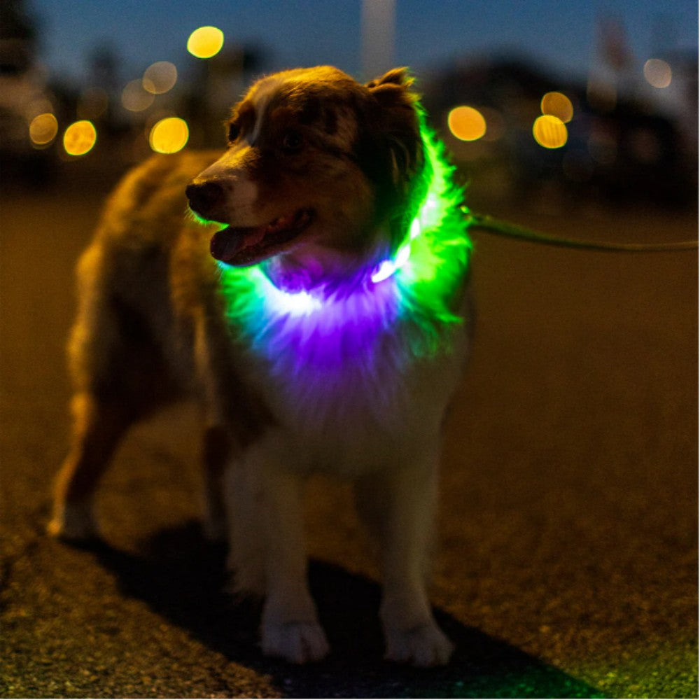 LED Dog RGB Collar Bluetooth  App Control