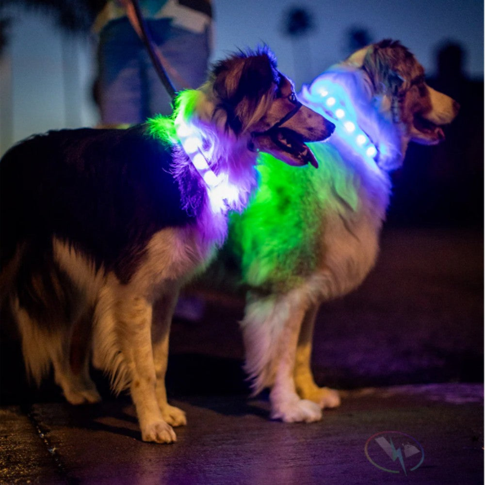 LED Dog RGB Collar Bluetooth  App Control