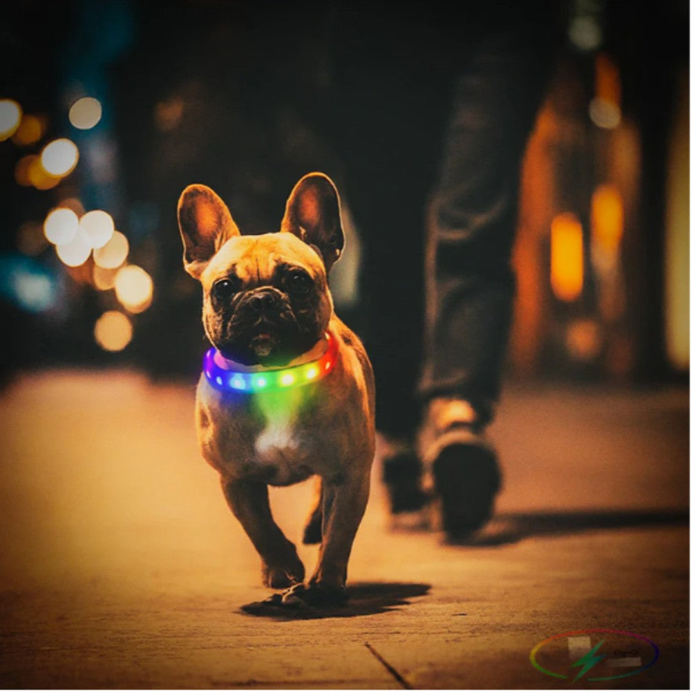 LED Dog RGB Collar Bluetooth  App Control