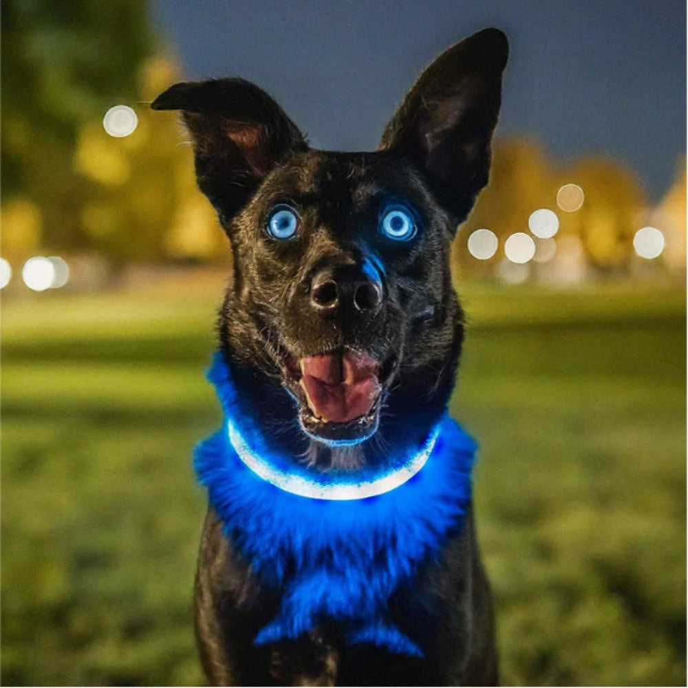 LED Dog RGB Collar Bluetooth  App Control