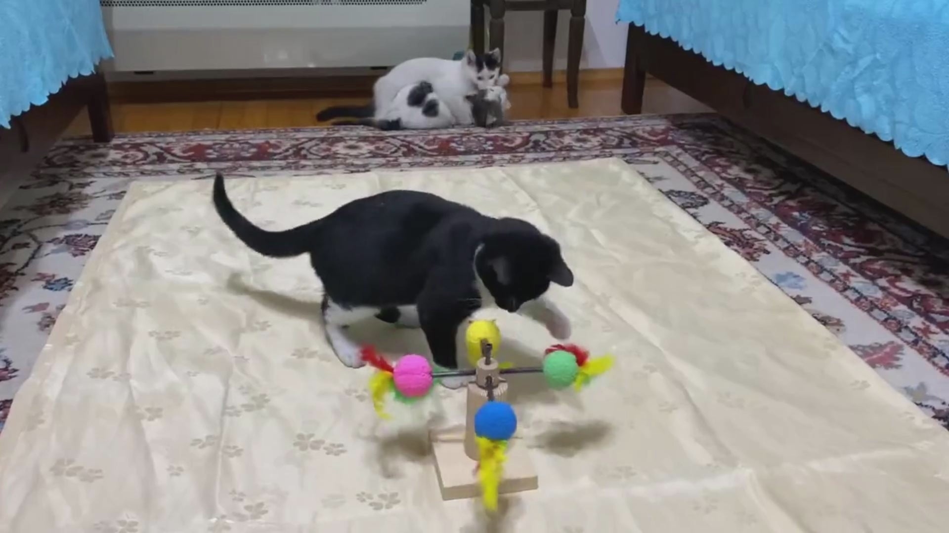 Personalized cat exercise toy cat toys interaction cat wheel cat accessories