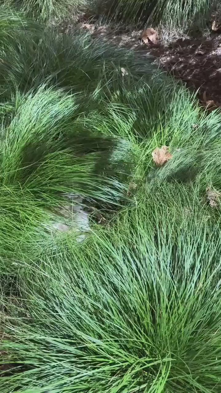 Escape Proof Cat Harness & Leash Set