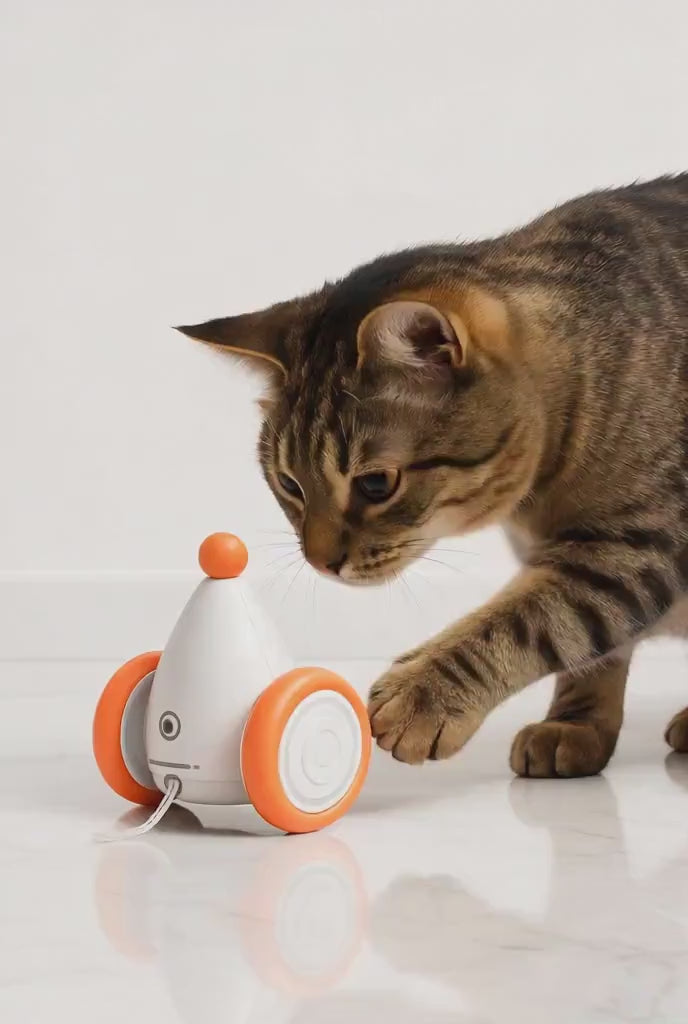 Automatic Smart cat-mouse interaction tools for cat
