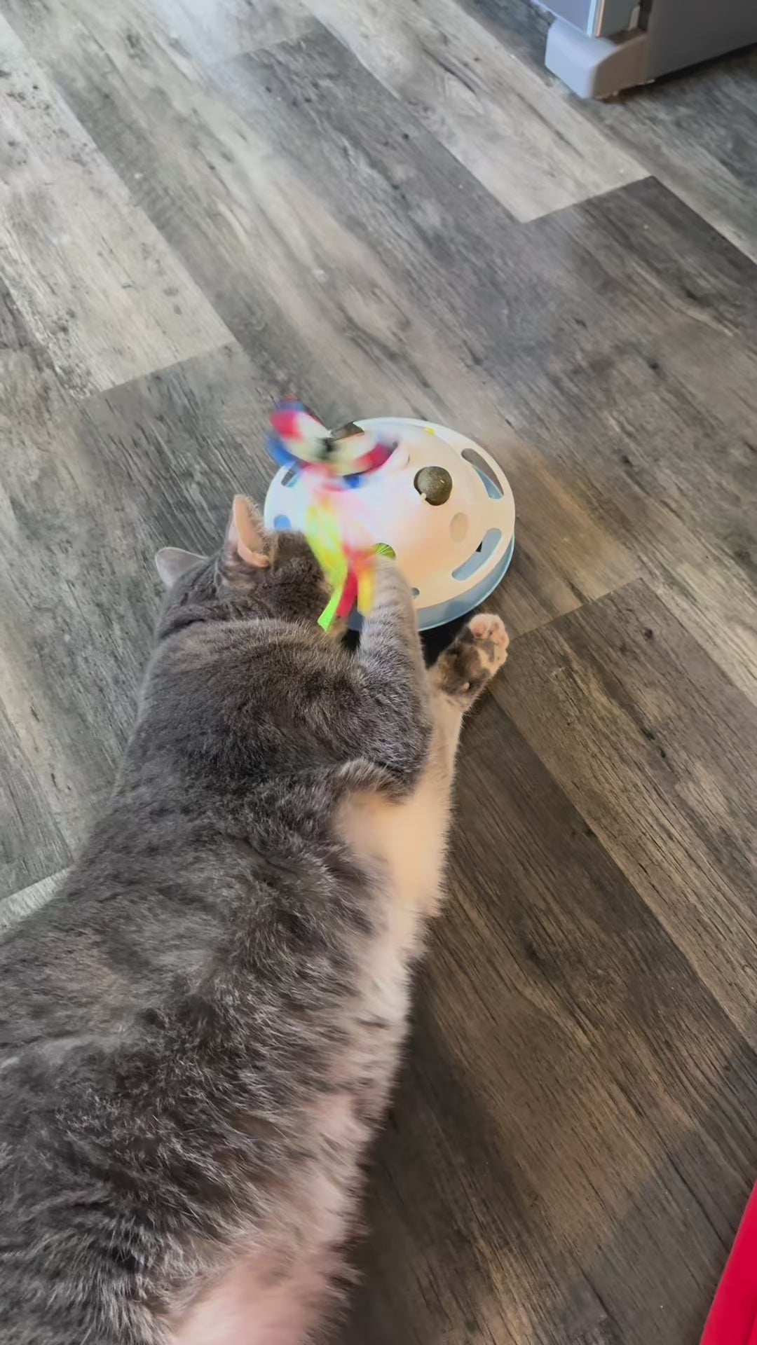 Cat Kitty interactive Teasing Feather Kitten Exercise Toy for All Breeds