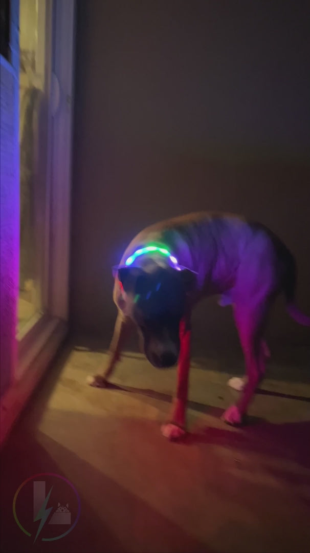 LED Dog RGB Collar Bluetooth  App Control